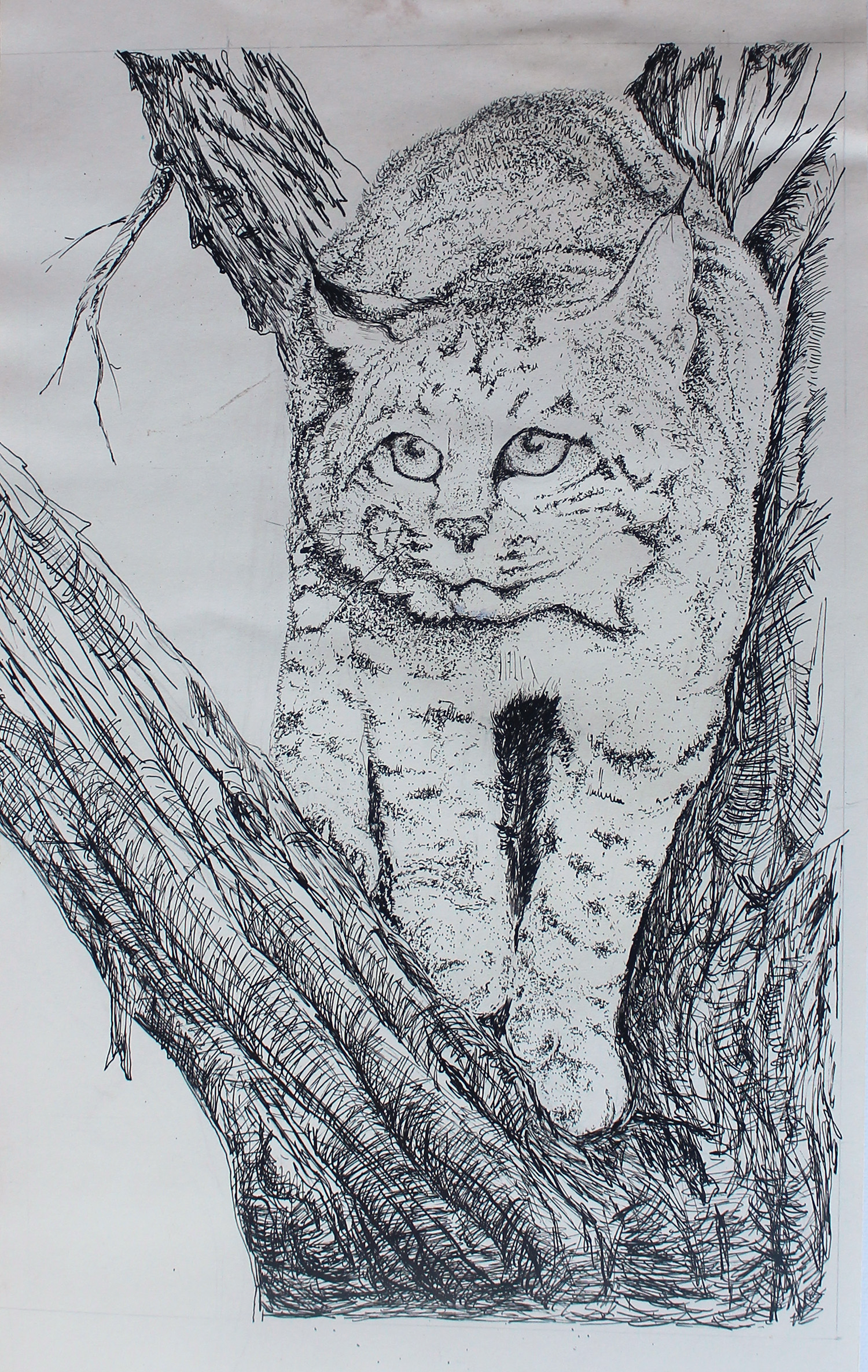 Read more about the article “Bobcat I”