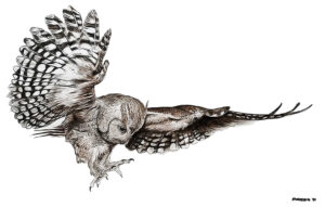 “Hungry” – Archival Print